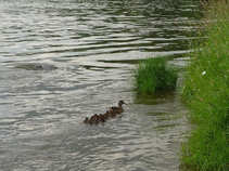 foto/diskuze/z_lovu/2011/th-img43080.jpg