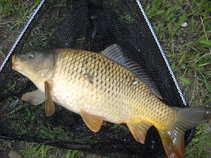 foto/diskuze/z_lovu/2011/th-img43086.jpg