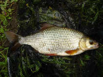 foto/diskuze/z_lovu/2011/th-img43131.jpg