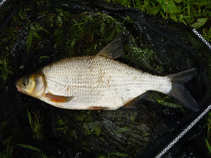 foto/diskuze/z_lovu/2011/th-img43132.jpg