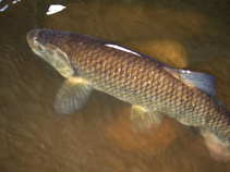 foto/diskuze/z_lovu/2011/th-img43149.jpg