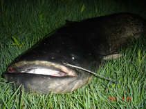foto/diskuze/z_lovu/2011/th-img43165.jpg