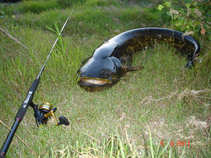 foto/diskuze/z_lovu/2011/th-img43166.jpg