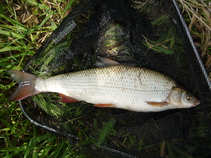 foto/diskuze/z_lovu/2011/th-img43174.jpg