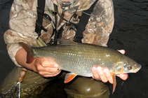 foto/diskuze/z_lovu/2011/th-img43181.jpg