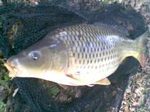 foto/diskuze/z_lovu/2011/th-img43195.jpg