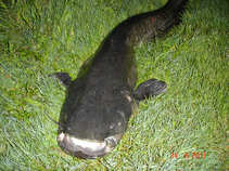 foto/diskuze/z_lovu/2011/th-img43231.jpg
