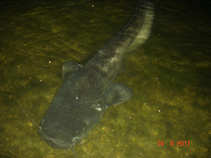 foto/diskuze/z_lovu/2011/th-img43232.jpg