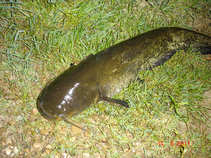 foto/diskuze/z_lovu/2011/th-img43233.jpg