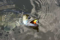 foto/diskuze/z_lovu/2011/th-img43247.jpg