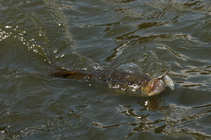 foto/diskuze/z_lovu/2011/th-img43248.jpg