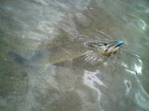 foto/diskuze/z_lovu/2011/th-img43256.jpg
