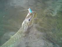 foto/diskuze/z_lovu/2011/th-img43257.jpg