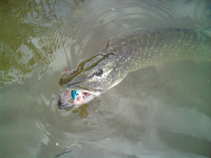 foto/diskuze/z_lovu/2011/th-img43258.jpg