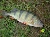 foto/diskuze/z_lovu/2011/th-img43270.jpg