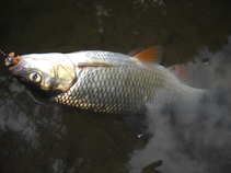 foto/diskuze/z_lovu/2011/th-img43271.jpg
