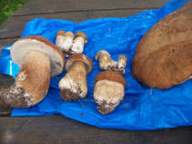 foto/diskuze/z_lovu/2011/th-img43274.jpg