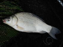 foto/diskuze/z_lovu/2011/th-img43314.jpg