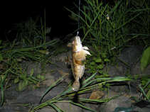 foto/diskuze/z_lovu/2011/th-img43320.jpg