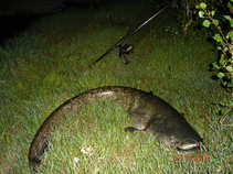 foto/diskuze/z_lovu/2011/th-img43364.jpg