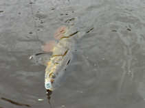 foto/diskuze/z_lovu/2011/th-img43381.jpg