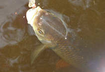 foto/diskuze/z_lovu/2011/th-img43383.jpg