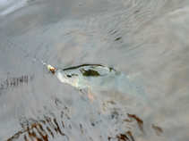foto/diskuze/z_lovu/2011/th-img43384.jpg