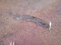 foto/diskuze/z_lovu/2011/th-img43397.jpg