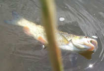 foto/diskuze/z_lovu/2011/th-img43438.jpg