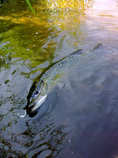 foto/diskuze/z_lovu/2011/th-img43460.jpg