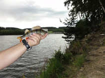 foto/diskuze/z_lovu/2011/th-img43496.jpg