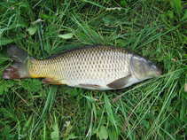 foto/diskuze/z_lovu/2011/th-img43503.jpg