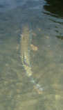 foto/diskuze/z_lovu/2011/th-img43526.jpg