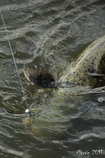 foto/diskuze/z_lovu/2011/th-img43535.jpg
