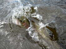 foto/diskuze/z_lovu/2011/th-img43539.jpg