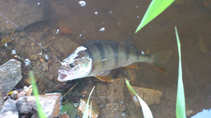 foto/diskuze/z_lovu/2011/th-img43569.jpg