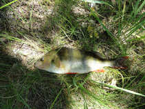 foto/diskuze/z_lovu/2011/th-img43582.jpg