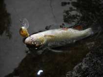 foto/diskuze/z_lovu/2011/th-img43596.jpg