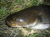 foto/diskuze/z_lovu/2011/th-img43605.jpg