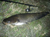 foto/diskuze/z_lovu/2011/th-img43606.jpg