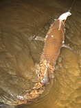 foto/diskuze/z_lovu/2011/th-img43622.jpg