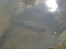 foto/diskuze/z_lovu/2011/th-img43644.jpg