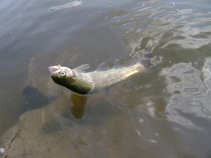 foto/diskuze/z_lovu/2011/th-img43645.jpg