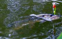 foto/diskuze/z_lovu/2011/th-img43668.jpg