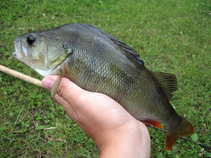 foto/diskuze/z_lovu/2011/th-img43670.jpg