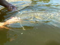 foto/diskuze/z_lovu/2011/th-img43686.jpg