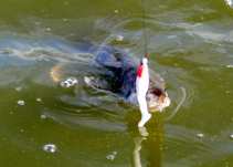 foto/diskuze/z_lovu/2011/th-img43703.jpg