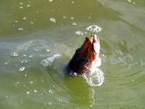foto/diskuze/z_lovu/2011/th-img43704.jpg