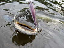 foto/diskuze/z_lovu/2011/th-img43723.jpg
