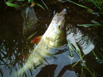 foto/diskuze/z_lovu/2011/th-img43724.jpg